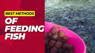 How To Feed Fish Best Ways of Feeding Fish In a Pond [upl. by Ynehteb867]