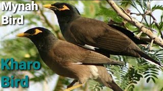 Common Myna Sound  Common Myna Call  Myna Bird  Myna Bird Sound  Mynah Sound Myna Bird Singing [upl. by Ymij]