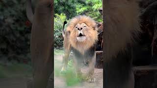 An Amazing Lions Roar [upl. by Larred]