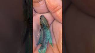 Pez betta verde bettafish pezbetta [upl. by Mohun383]