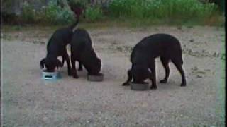 3 Labradors eatingNEWavi [upl. by Naujat]