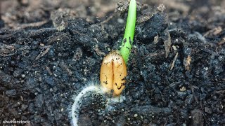 I Could Watch Time Lapses Of Seeds Growing All Day [upl. by Airla]