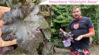 Planting an Unusual Heuchera  Midnight Rose [upl. by Silisav331]