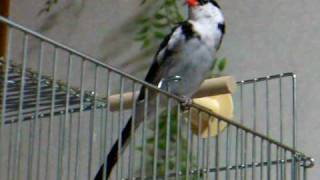 Pintailed whydah called Kuchan  a lovely recital on a birdcage [upl. by Varien]