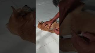 My dog insecticide injection puppy insects injection shortvideo cute fyp ishowspeed [upl. by Abbi586]