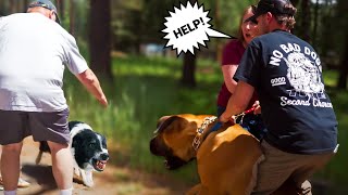 GIANT AGGRESSIVE MASTIFF GOES AFTER EVERYTHING IM HIS LAST CHANCE [upl. by Merriman]