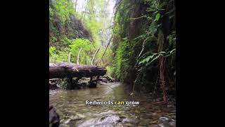 The Majesty of Redwood Trees [upl. by Ree]