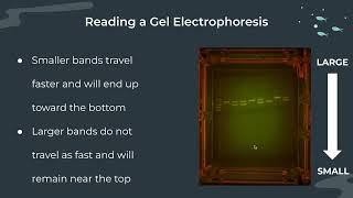 Gel Electrophoresis Notes [upl. by Cusack]