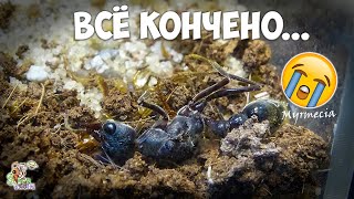 Мирмеции больше нет ● Myrmecia pyriformis [upl. by Cynar]