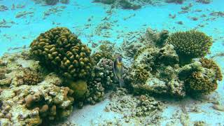 1175 Maldives snorkeling Picnic island maldives snorkeling [upl. by Hairu712]