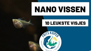 Nano vissen Aquarium [upl. by Aicilaana]