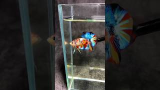 Best betta fish shortfeedviral feeds aquarium [upl. by Frants]