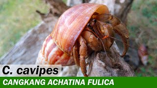 Kelomang Coenobita Cavipes in Achatina fulica  Relaxing Video  Crabpedia [upl. by Cleaves]