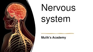 Nervous system Introduction anatomy physiology nervoussystem [upl. by Detta66]