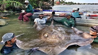 GIGANTESCA PASTINACA RECORD DA 240 KG IN THAILANDIA  HD by YURI GRISENDI [upl. by Ykvir262]