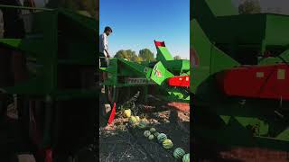 How to collect seeds from watermelons prostoagro [upl. by Akeber]