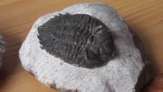 What are trilobites   Fossils in HD [upl. by Gnemgnok]