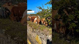 Meet Some Guernsey Cows… guernsey channelislands [upl. by Maris563]