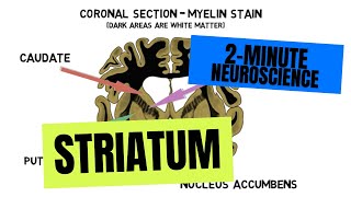 2Minute Neuroscience Striatum [upl. by Ehcar]