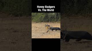 Honey Badgers Vs The World [upl. by Yrahk234]