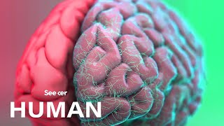 How Exactly Is the Human Brain Organized [upl. by Damita]