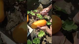 Vellarikka farming in terrace vegetable garden in malayalam [upl. by Fairweather]