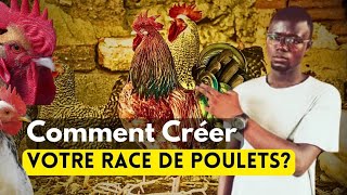 ÉLEVAGE Comment Créer Votre Propre Race de Poulets [upl. by Burbank]