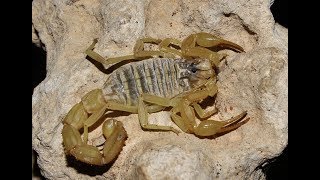 Buthus kunti Endemic Scorpion to Cyprus  Κυπριακός σκορπίος [upl. by Nauqahs]