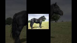 Some of these are Percheron Crosses horse equestrian percheron equineedits [upl. by Oskar]