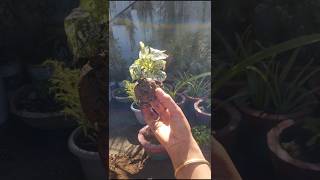 Polka Dot Plant  ytshorts viralvideo [upl. by Medwin551]