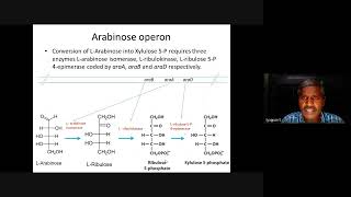 Molecular biology Arabinose operon [upl. by Babby]