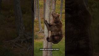 Brown bear agility to climb a tree 😱shorts shorts video animals [upl. by Yklam]