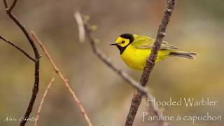 Ventus Machina Music for the Birds mvt 1 Early Spring David Picton [upl. by Gaven]