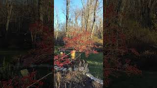 Late November and the Hawthorn trees 🌳 still have berries garden mygardentoday [upl. by Airotal]