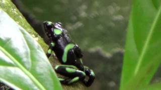 Dendrobates auratus Green and black poison dart frog [upl. by Lynette968]