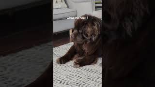 Newfoundland dog and kitten are the best of friends [upl. by Mendel970]