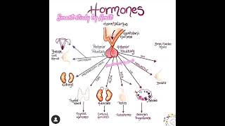 How do Work Hormones Hypothalamus pituitary AdrenalCBSCNEET hormones education [upl. by Anyar]