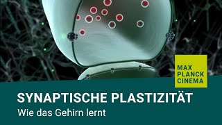 Synaptische Plastizität  wie das Gehirn lernt [upl. by Ayn]