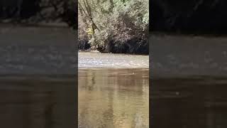 Deer crossing Tallapoosa River [upl. by Naltiac972]