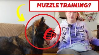 The EASIEST Way To MuzzleTrain Your Dog [upl. by Deibel]