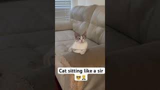 Cat sitting like a sir 🤵‍♂️ fypシ゚viral funny shorts pov [upl. by Gardol]