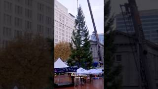 As of Wednesday there is a giant Douglas Fir tree standing tall in Pioneer Courthouse Square [upl. by Eelarat]