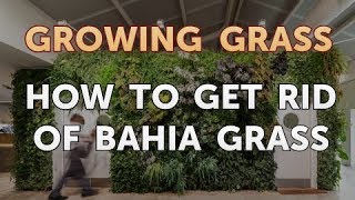 How to Get Rid of Bahia Grass [upl. by Enahs702]