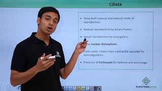 Class 11th – Protozoans – Ciliata  Biological Classification  Tutorials Point [upl. by Sandon]