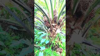 Palm hervesting in Malaysia viralshort palmoil shorts viralshort viral new today malysia [upl. by Mella]