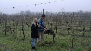 Pianeta Verde agricoltura biodinamica per produrre vino e olio [upl. by Yeclehc]