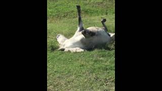 Git Up Pinto Pinto the internet famous horse plays dead [upl. by Klotz]