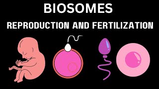 Difference between the Process of reproduction and fertilization [upl. by Grayson]