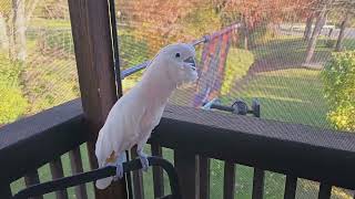 Cockatoo Enjoying The Deck Until [upl. by Stu]