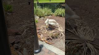 Whooper Swan with Large Webbed Feet Scratches Neck by 2 Eggs at Lake Eola Park Downtown Orlando [upl. by Oag]